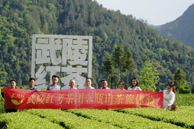 武陵紅“考茶團(tuán)”壺瓶山茶旅體驗(yàn)